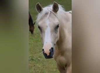 Arabisches Partbred, Stute, 4 Jahre, 146 cm, Palomino
