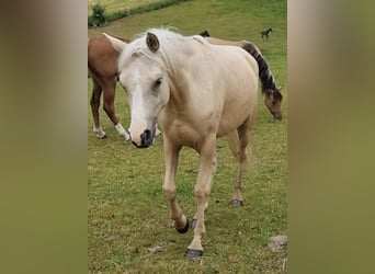 Arabisches Partbred, Stute, 4 Jahre, 146 cm, Palomino