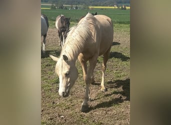 Arabisches Partbred, Stute, 4 Jahre, 146 cm, Palomino