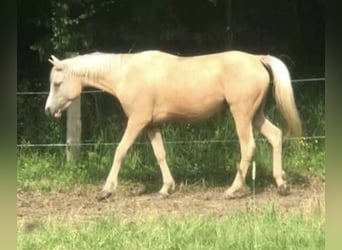 Arabisches Partbred, Stute, 4 Jahre, 146 cm, Palomino