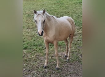 Arabisches Partbred, Stute, 4 Jahre, 146 cm, Palomino