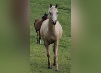 Arabisches Partbred, Stute, 4 Jahre, 146 cm, Palomino