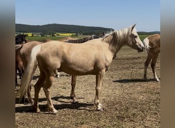Arabisches Partbred, Stute, 4 Jahre, 146 cm, Palomino