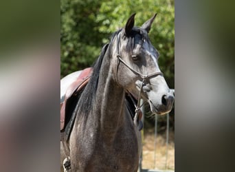 Arabisches Partbred, Stute, 4 Jahre, 150 cm, Rappschimmel