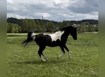 Arabisches Partbred, Stute, 4 Jahre, 150 cm, Schecke