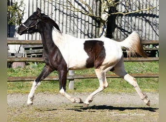 Arabisches Partbred, Stute, 4 Jahre, 158 cm, Tobiano-alle-Farben