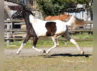 Arabisches Partbred, Stute, 4 Jahre, 158 cm, Tobiano-alle-Farben