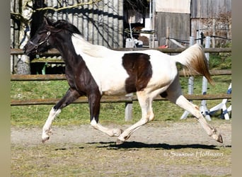 Arabisches Partbred, Stute, 4 Jahre, 158 cm, Tobiano-alle-Farben