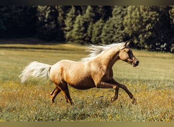 Arabisches Partbred, Stute, 4 Jahre, Palomino