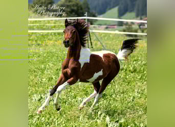 Arabisches Partbred, Stute, 5 Jahre, 148 cm, Tobiano-alle-Farben
