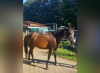 Arabisches Partbred, Stute, 5 Jahre, 149 cm, Brauner