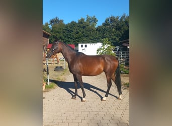 Arabisches Partbred, Stute, 5 Jahre, 149 cm, Brauner