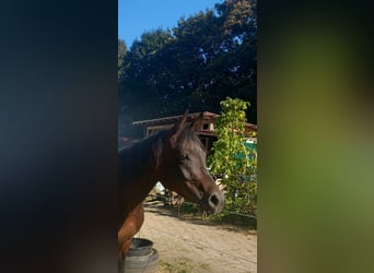 Arabisches Partbred, Stute, 5 Jahre, 149 cm, Brauner