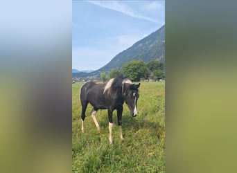 Arabisches Partbred, Stute, 5 Jahre, 155 cm, Tobiano-alle-Farben