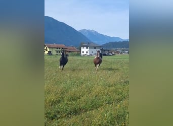 Arabisches Partbred, Stute, 5 Jahre, 155 cm, Tobiano-alle-Farben