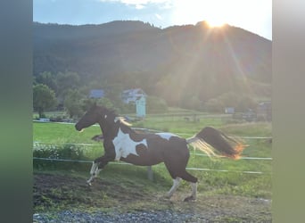 Arabisches Partbred Mix, Stute, 5 Jahre, 156 cm, Schecke