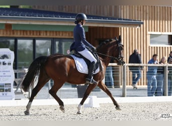 Arabisches Partbred, Stute, 6 Jahre, 144 cm, Brauner