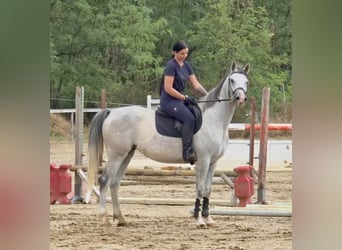 Arabisches Partbred, Stute, 6 Jahre, 163 cm, Apfelschimmel