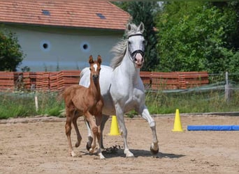 Arabisches Partbred, Stute, 6 Jahre, Fuchs