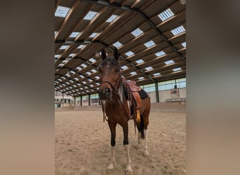 Arabisches Partbred, Stute, 8 Jahre, 155 cm, Schecke