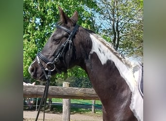 Arabisches Partbred, Stute, 8 Jahre, 160 cm, Schecke