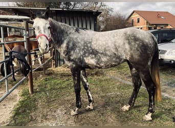 Arabisches Partbred, Stute, 8 Jahre, 161 cm, Apfelschimmel