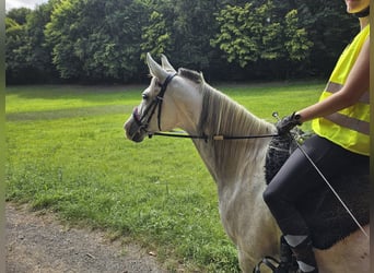 Arabisches Partbred, Stute, 8 Jahre, 162 cm, Apfelschimmel