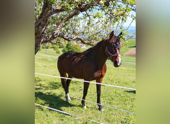 Arabisches Partbred, Stute, 8 Jahre, 163 cm, Dunkelbrauner