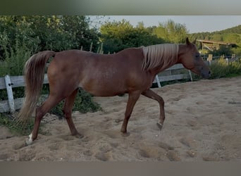 Arabisches Partbred, Stute, 8 Jahre, Dunkelfuchs