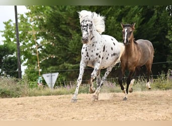 Arabisches Partbred, Stute, 9 Jahre, 147 cm, Tigerschecke
