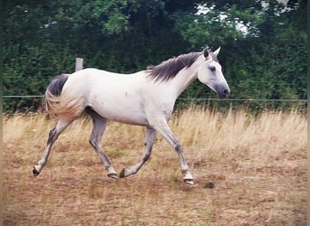 Arabisches Partbred, Stute, 9 Jahre, 150 cm, Schimmel