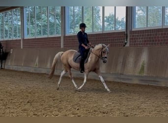 Arabisches Partbred, Stute, 9 Jahre, 156 cm, Palomino