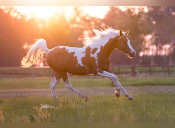 Arabisches Partbred, Stute, 9 Jahre, 156 cm, Tobiano-alle-Farben