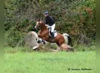 Arabisches Partbred, Stute, Fohlen (01/2023), 100 cm, Tobiano-alle-Farben