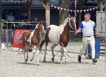 Arabisches Partbred, Stute, Fohlen (01/2023), 100 cm, Tobiano-alle-Farben