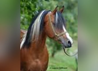Arabisches Partbred, Stute, Fohlen (01/2023), 100 cm, Tobiano-alle-Farben