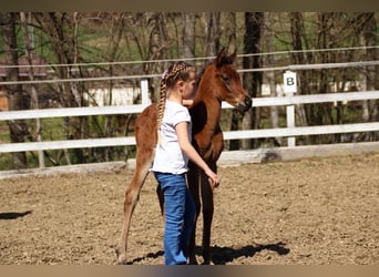 Arabisches Partbred, Stute, , 150 cm, Brauner