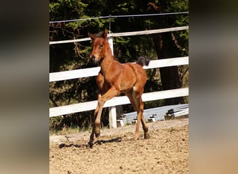 Arabisches Partbred, Stute, , 150 cm, Brauner