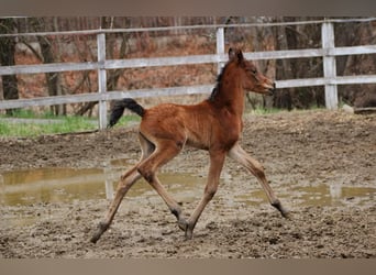 Arabisches Partbred, Stute, , 150 cm, Brauner
