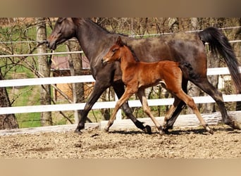 Arabisches Partbred, Stute, , 150 cm, Brauner