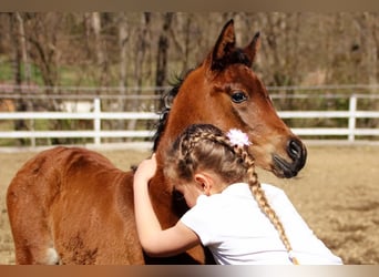 Arabisches Partbred, Stute, , 150 cm, Brauner