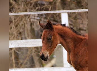 Arabisches Partbred, Stute, , 150 cm, Brauner