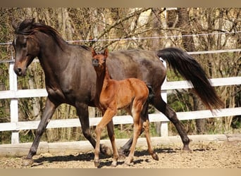 Arabisches Partbred, Stute, , 150 cm, Brauner