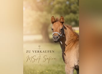 Arabisches Partbred, Stute, Fohlen (04/2026), 150 cm, Kann Schimmel werden