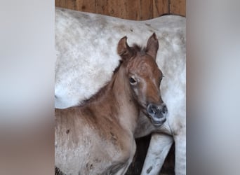 Arabisches Partbred, Stute, Fohlen (04/2026), 150 cm, Kann Schimmel werden
