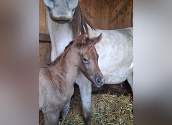 Arabisches Partbred, Stute, Fohlen (04/2026), 150 cm, Kann Schimmel werden