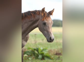Arabisches Partbred, Stute, Fohlen (04/2026), 150 cm, Kann Schimmel werden
