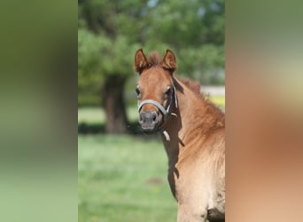 Arabisches Partbred, Stute, Fohlen (04/2026), 150 cm, Kann Schimmel werden