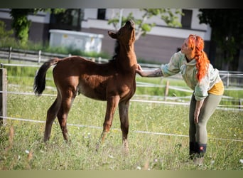 Arabisches Partbred, Stute, Fohlen (04/2026), 152 cm, Brauner