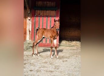 Arabisches Partbred, Stute, Fohlen (04/2026), 152 cm, Brauner